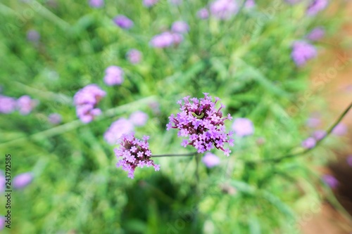 Soft focus of purple flowers in the garden, Verbena flower on blurred branch and leaf as a background (Verbena bonariensis,Tall Verbena, Clustertop Vervain, Purpletop Vervain), Top view