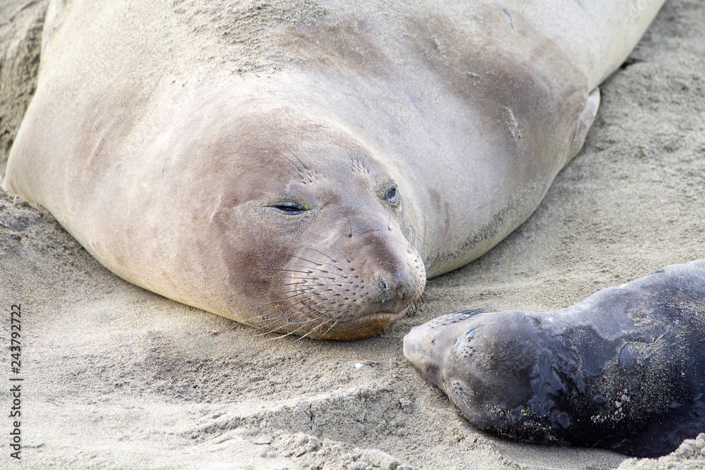 Mother and newborn baby elephant seals nose to nose. Mom knows her pup by their scent. Mother and pup stay together for about a month, the mother feeding the baby with fat-rich milk. Mother and newborn baby elephant seals nose to nose. Mom knows her pup by their scent. Mother and pup stay together for about a month, the mother feeding the baby with fat-rich milk.