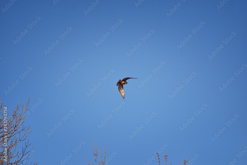 Fototapeta premium Adult Swainson's hawk (Buteo swainsoni) large Buteo hawk of the Falconiformes. Colloquially known as the grasshopper hawk or locust hawk. Views of in flight and perching in tree around dusk and sunse