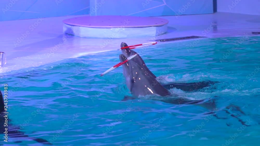 Dolphinarium, Dolphin show and performance during show in water park
