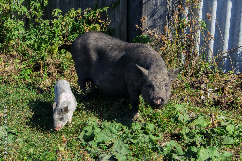 Black pig for a walk