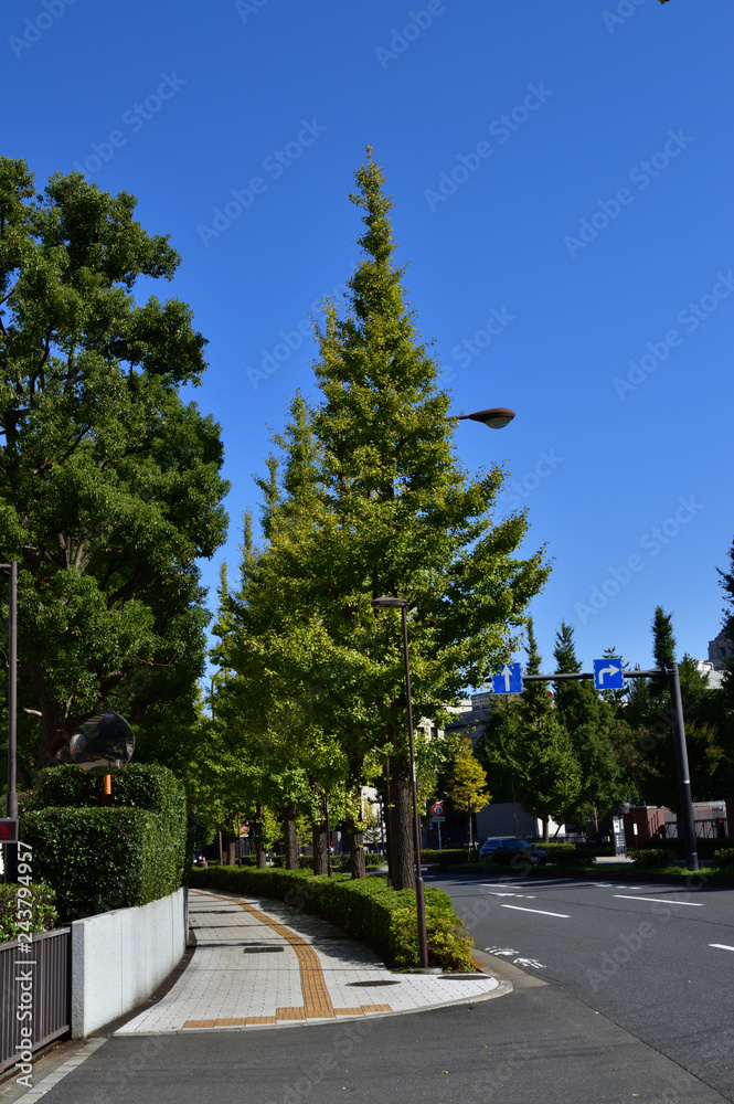 東京メトロ永田町駅から国会図書館方面に向かう道路沿いの街路樹を国会図書館方面に向かって撮影した写真