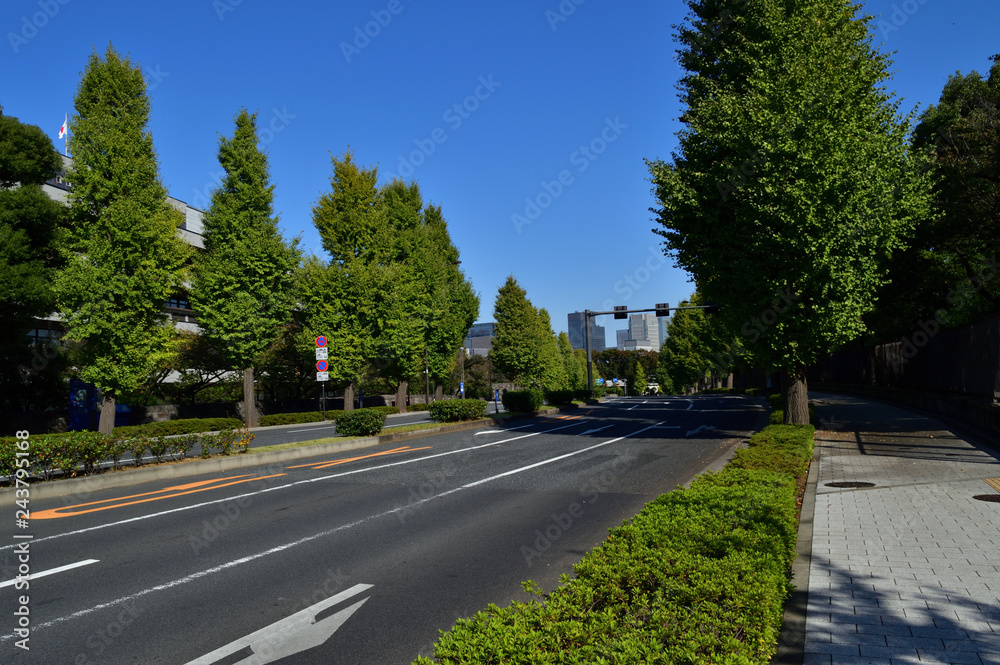東京都千代田区永田町の国会図書館の敷地と国会議事堂の敷地の間を通る道路沿いの街路樹を撮影した写真