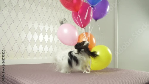 Papillon dog runs with multicolored balloons in his teeth stock footage video