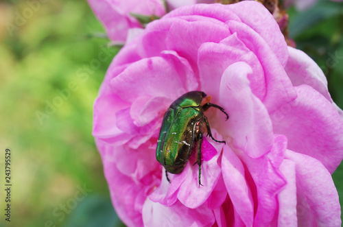 Beetle sitting in the flower of wild rose