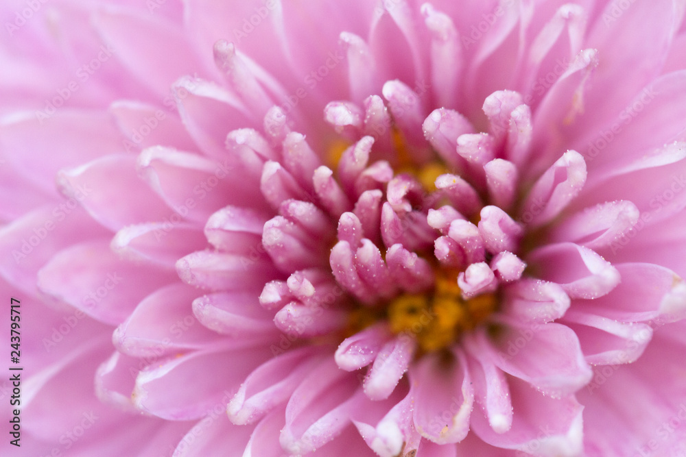 Pink flower Pink flower