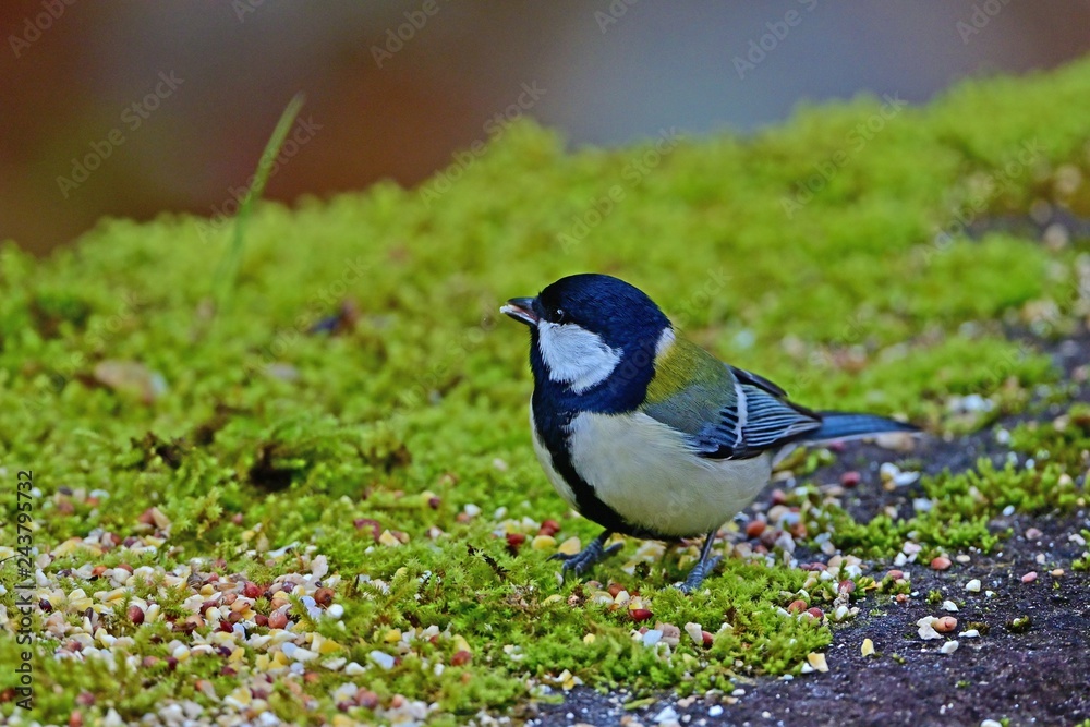 ふっくらした姿がかわいいシジュウカラ ふっくらした姿がかわいいシジュウカラ