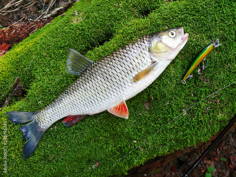 Chub caught in the river Chub caught in the river