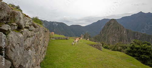 Llamas at ancient Inkan ruins at Machu Picchu in Peru South America