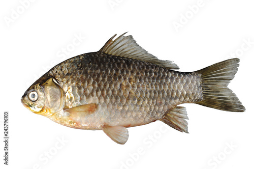  Crucian fish. Isolated on white.