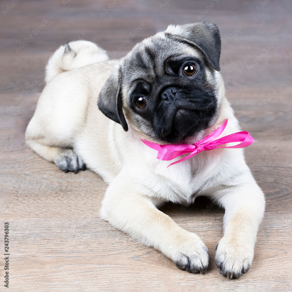 The pug puppy is lying on the floor with a pink bow and looks cute.