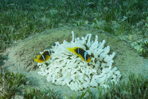 Red Sea Anemonefish (Amphiprion bicinctus) and White albinism Bubble anemone (Entacmaea quadricolor), artificial reef, Red Sea, Dahab, Egypt, Africa photo