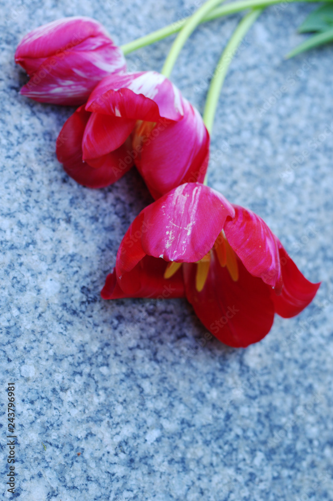 Tulips on a granite slab. Memory Tulips on a granite slab. Memory