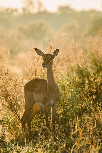 Impala (Aepyceros melampus), female in backlight, morning light, Peter's Pan, Savuti, Chobe National Park, Chobe District, Botswana, Africa