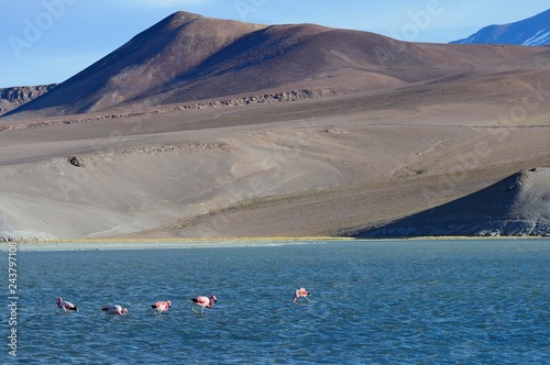 Andean flamingos (Phoenicopterus andinus) on the Laguna Santa Rosa, National Park Nevado Tres Cruces, Region de Atacama, Chile, South America photo