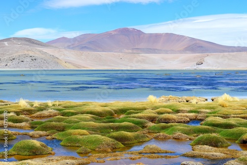Vegetation at the Laguna Santa Rosa, National Park Nevado Tres Cruces, Region de Atacama, Chile, South America photo
