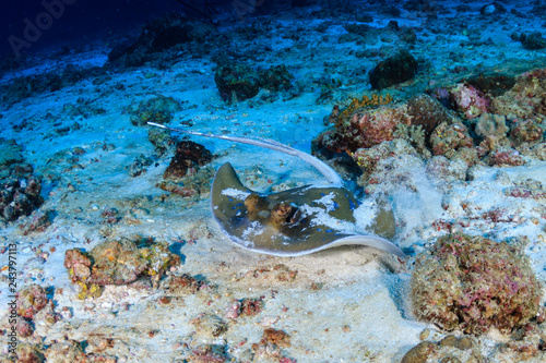 A blue spotted Kuhl's Stingray on a sandy seafloor in the Andaman Sea