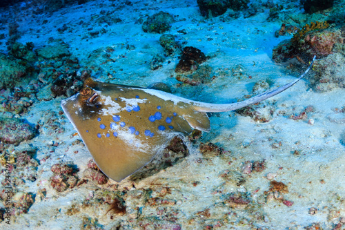 A blue spotted Kuhl s Stingray on a sandy seafloor in the Andaman Sea