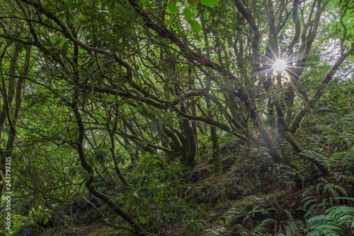 Backlight in Rhododendron Forest, Crarae Garden (Himalayan Garden), Inveraray, Scotland, Great Britain photo