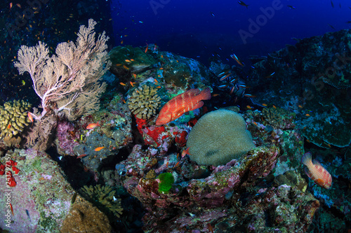 Fototapeta Naklejka Na Ścianę i Meble -  Colorful tropical fish around a healthy coral reef in Asia