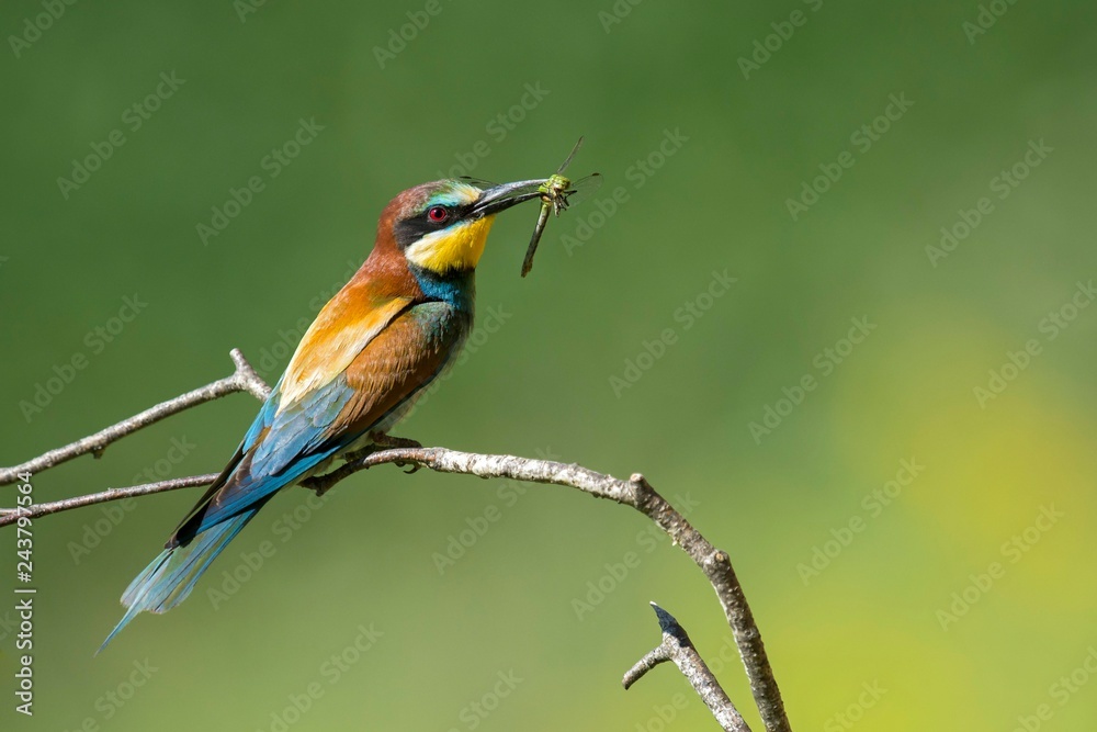 Bee-eater (Merops apiaster) with dragonfly as prey, sitting on branch, Burgenland, Austria, Europe Bee-eater (Merops apiaster) with dragonfly as prey, sitting on branch, Burgenland, Austria, Europe