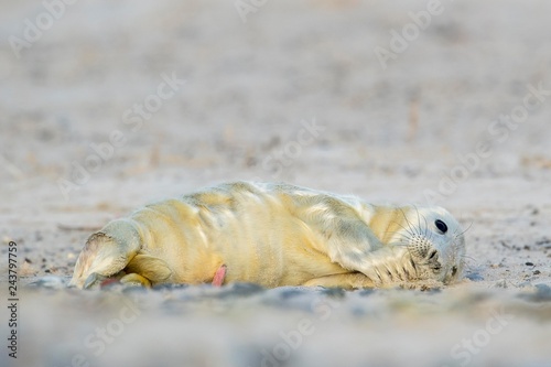 Grey seal (Halichoerus grypus), Howler on the beach, Young, Helgoland, Schleswig-Holstein, Germany, Europe photo