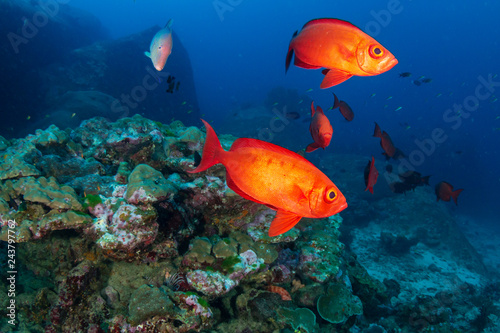 Fototapeta Naklejka Na Ścianę i Meble -  Colorful tropical fish around a healthy coral reef in Asia