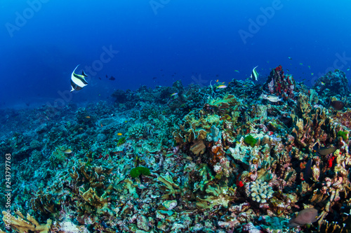 Colorful tropical fish around a healthy coral reef in Asia