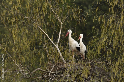 White storks (Ciconia ciconia), couple standing on eyrie, Canton of Aargau, Switzerland, Europe