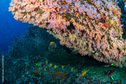 Fototapeta Naklejka Na Ścianę i Meble -  A beautiful, colorful and healthy tropical coral reef