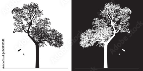 Tree silhouette and birds - black and white vector illustration. Realistic detailed graphic image of natural forest plant with bare branches without leaves.