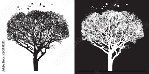 Tree silhouette and birds - black and white vector illustration. Realistic detailed graphic image of natural forest plant with bare branches without leaves.