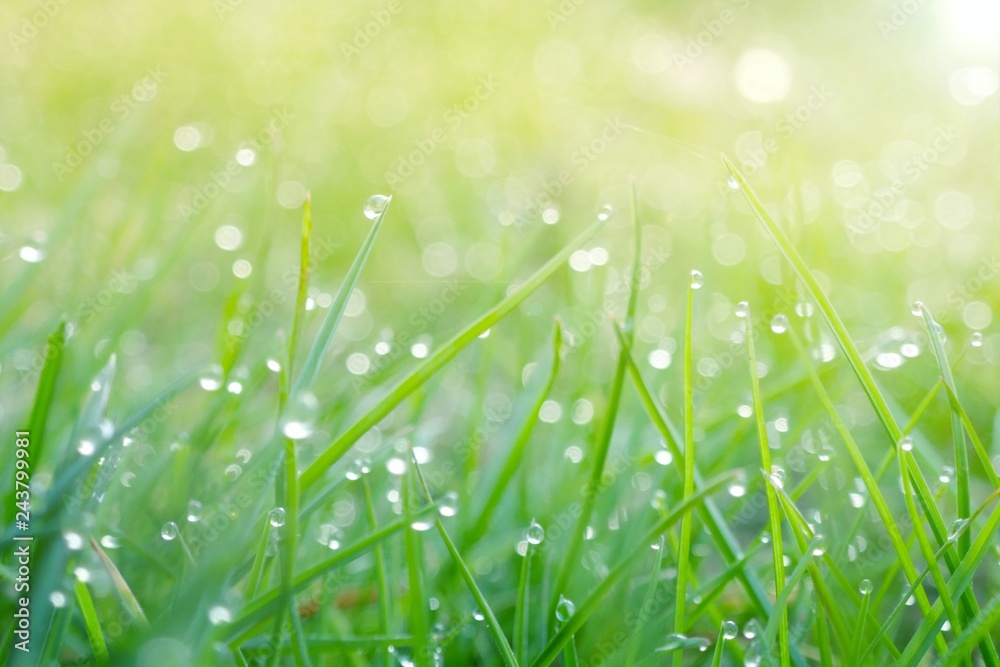 Obraz premium green spring grass background.green grass in drops of dew in the rays of the morning sun.natural plant background