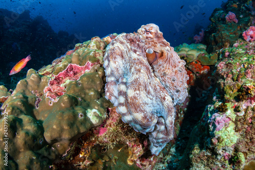 Large Day Octopus on a tropical coral reef  Richelieu Rock 