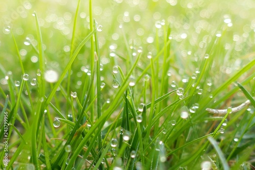 green spring grass background.green grass in drops of dew in the rays of the  sun.natural plant background