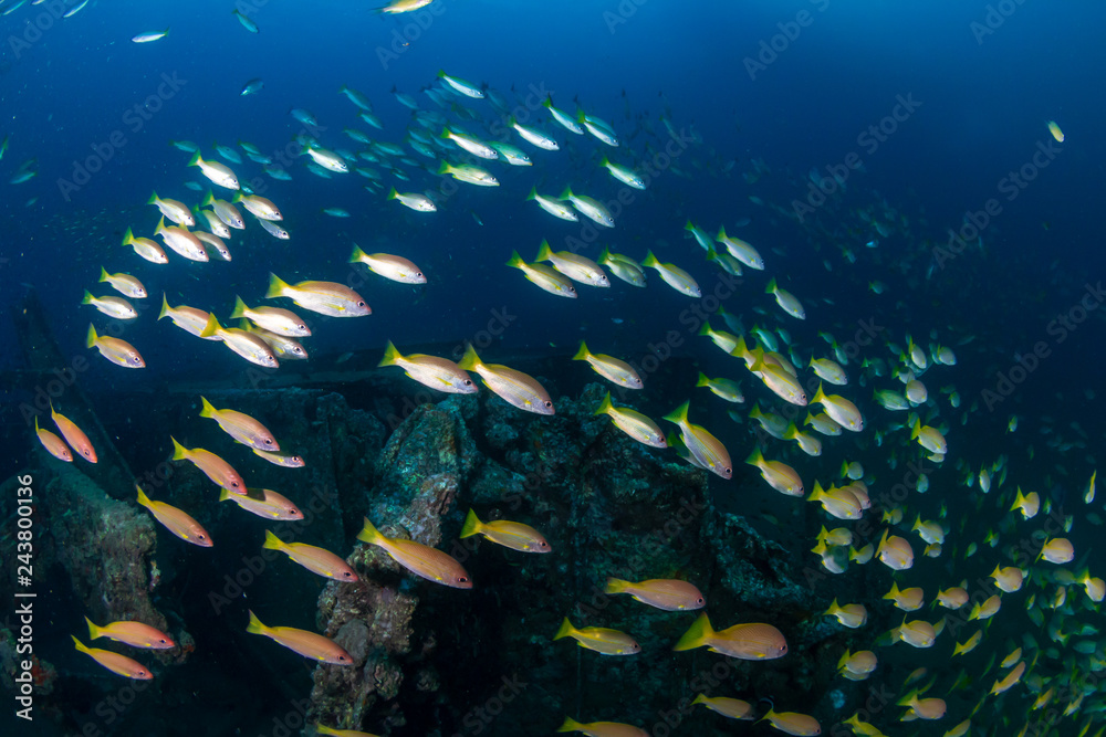 Fototapeta premium Colorful tropical fish around an old, underwater shipwreck in a tropical ocean