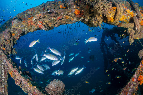 Colorful tropical fish around an old, underwater shipwreck in a tropical ocean photo