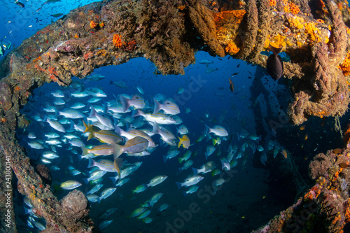 Colorful tropical fish around an old, underwater shipwreck in a tropical ocean photo