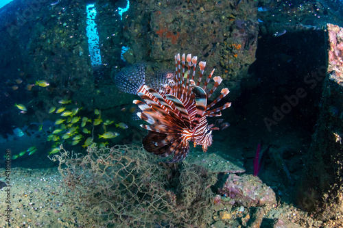 Colorful Lionfish hunting on a old  underwater shipwreck in a tropical ocean