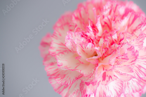 carnation