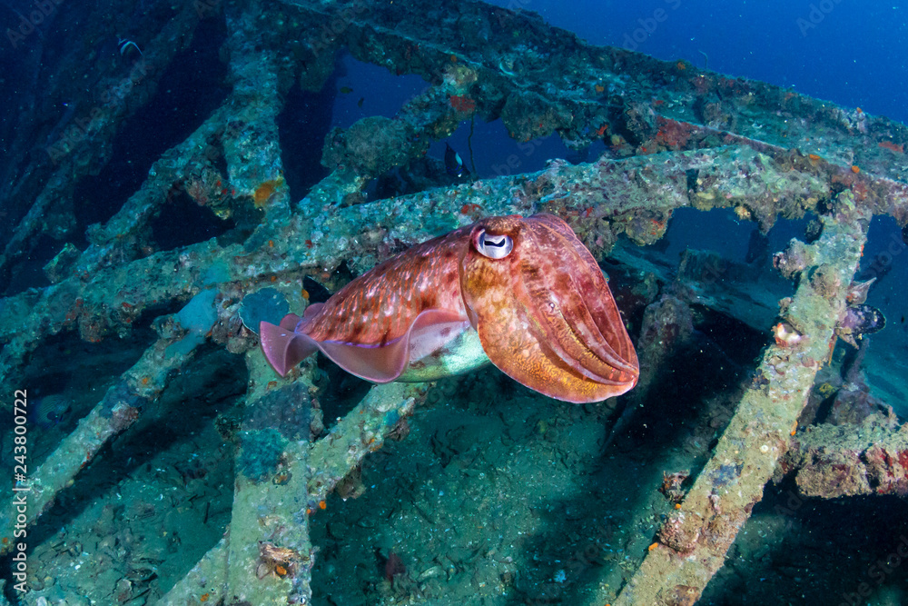 Colorful Cuttlefish on a old underwater shipwreck in a tropical ocean Colorful Cuttlefish on a old underwater shipwreck in a tropical ocean