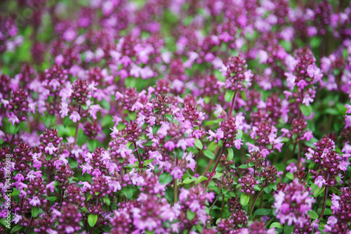 Flowering thyme during summer season