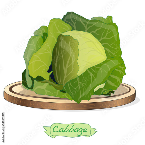 Cabbage on wood deck vector illustration set isolated on white.