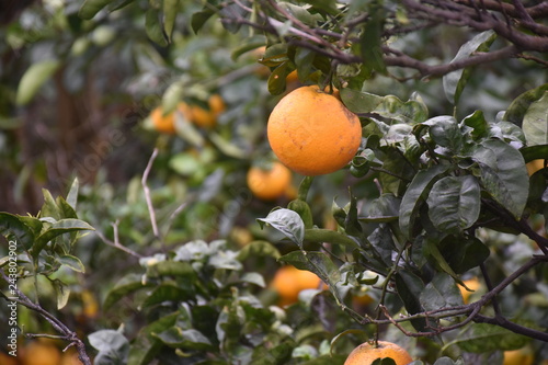 Orange tree on Pico island, Azores, Portugal