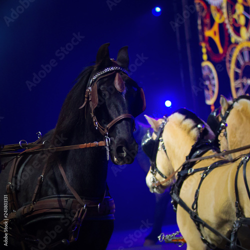 Horses in carriage close up on dark background © Svetlana