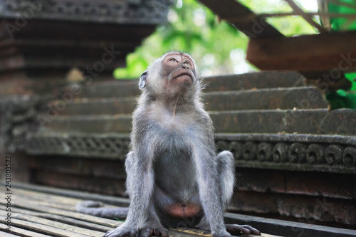 Monkey Bali © Alex Sam