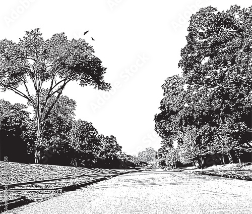 Summer landscape with empty road, big trees and birds. Black and white vector graphic illustration, outdoors scene in vintage style.