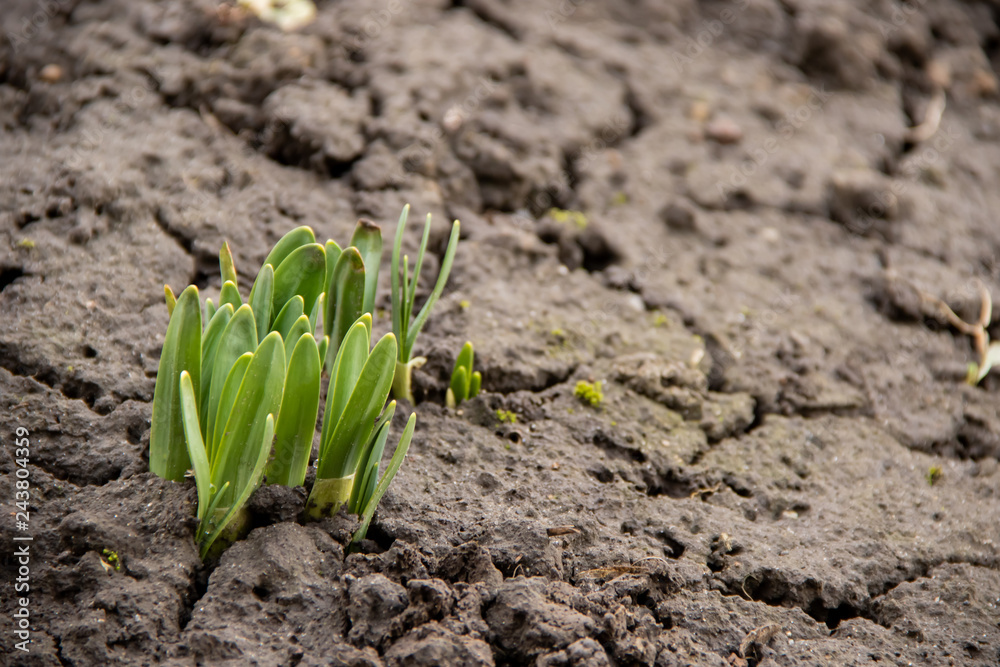 Ταπετσαρία Young green plant shoots breaks everywhere frozen ground in the spring