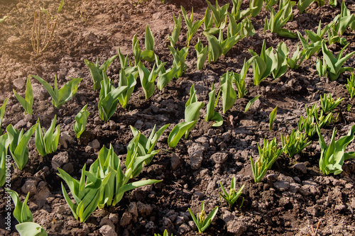 A lines of young tulips sprouts in a garden in the early spring