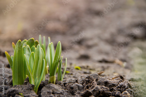 Young flower shoots, the first spring plant in garden under warm spring sun